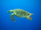 Curacao 04-12 538